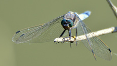 Blaugrüne Mosaikjungfer (10).jpg